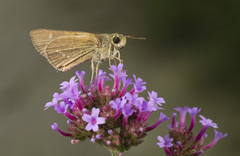 Hesperiinae