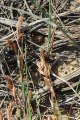 Thamnochortus bachmannii