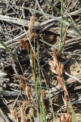 Thamnochortus bachmannii