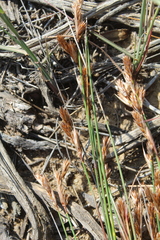 Thamnochortus bachmannii
