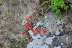 Pelargonium fulgidum