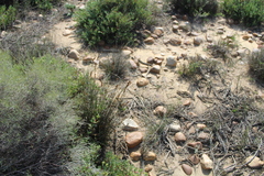 Thamnochortus bachmannii