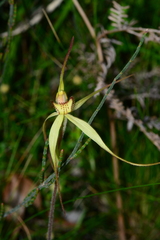 Caladenia orientalis