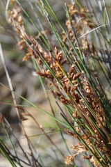 Thamnochortus bachmannii