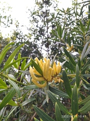 Podocarpus