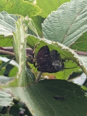 Neoscona