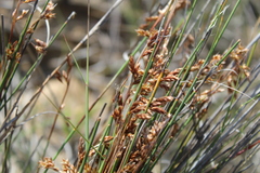 Thamnochortus bachmannii