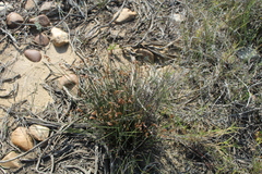 Thamnochortus bachmannii