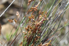 Thamnochortus bachmannii