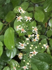 Symphyotrichum lateriflorum