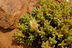 Mesembryanthemum amplectens