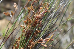 Thamnochortus bachmannii