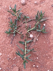Haloragis glauca