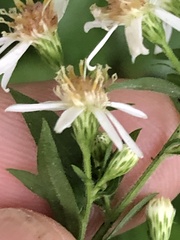 Symphyotrichum lateriflorum