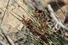 Thamnochortus bachmannii