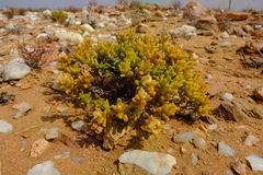 Mesembryanthemum amplectens