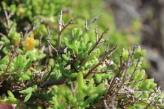 Drosanthemum parvifolium