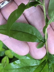 Symphyotrichum lateriflorum