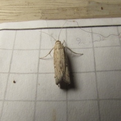 Tathorhynchus exsiccata