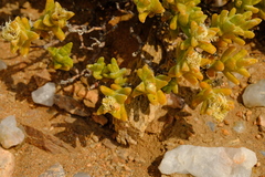 Mesembryanthemum amplectens