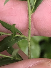 Symphyotrichum lateriflorum