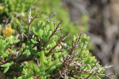 Drosanthemum parvifolium