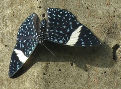 Hamadryas laodamia saurites