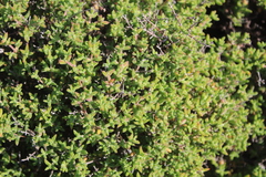 Drosanthemum parvifolium