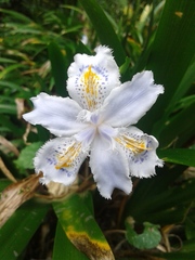 Iris japonica