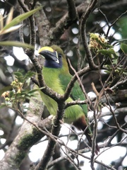 Aulacorhynchus prasinus