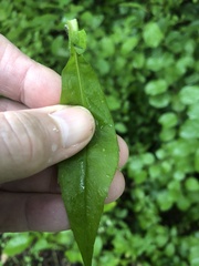 Symphyotrichum lateriflorum