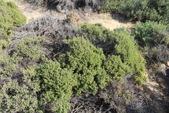 Drosanthemum parvifolium