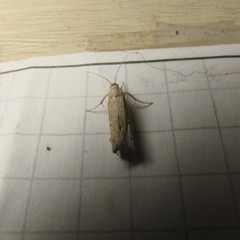Tathorhynchus exsiccata