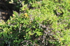 Drosanthemum parvifolium