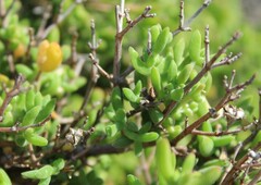 Drosanthemum parvifolium
