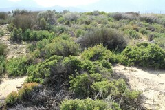 Drosanthemum parvifolium