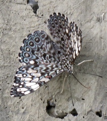 Hamadryas feronia farinulenta