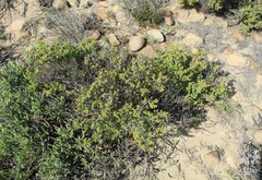 Drosanthemum parvifolium