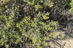 Drosanthemum parvifolium