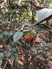 Cotoneaster bullatus