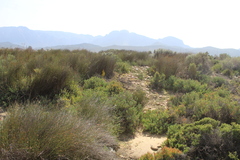 Drosanthemum parvifolium
