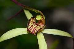Caladenia orientalis