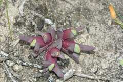 Cheiridopsis rostrata
