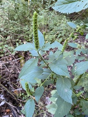 Agastache nepetoides