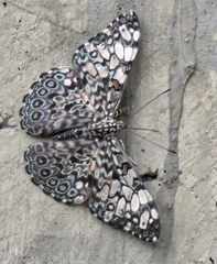 Hamadryas feronia farinulenta