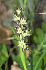 Wurmbea spicata