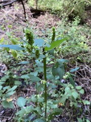 Agastache nepetoides