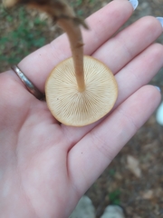 Desarmillaria tabescens