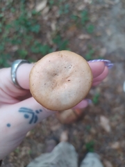 Desarmillaria tabescens