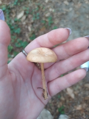 Desarmillaria tabescens